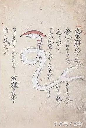 四百年前，日本人给寄生虫画了套漫画？！｜艺术画册