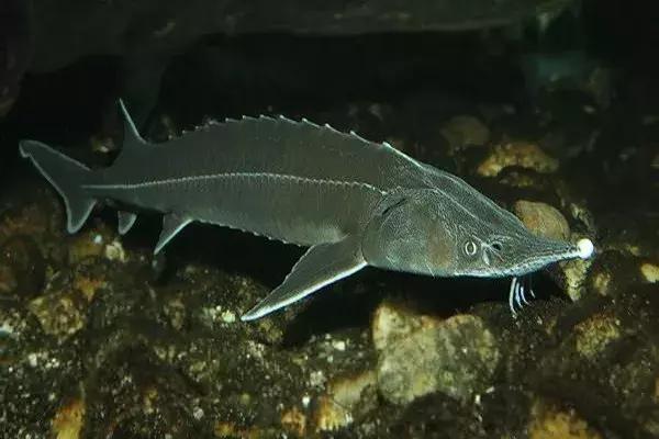 最可怕的代购骗局,代购十大骗局揭秘图