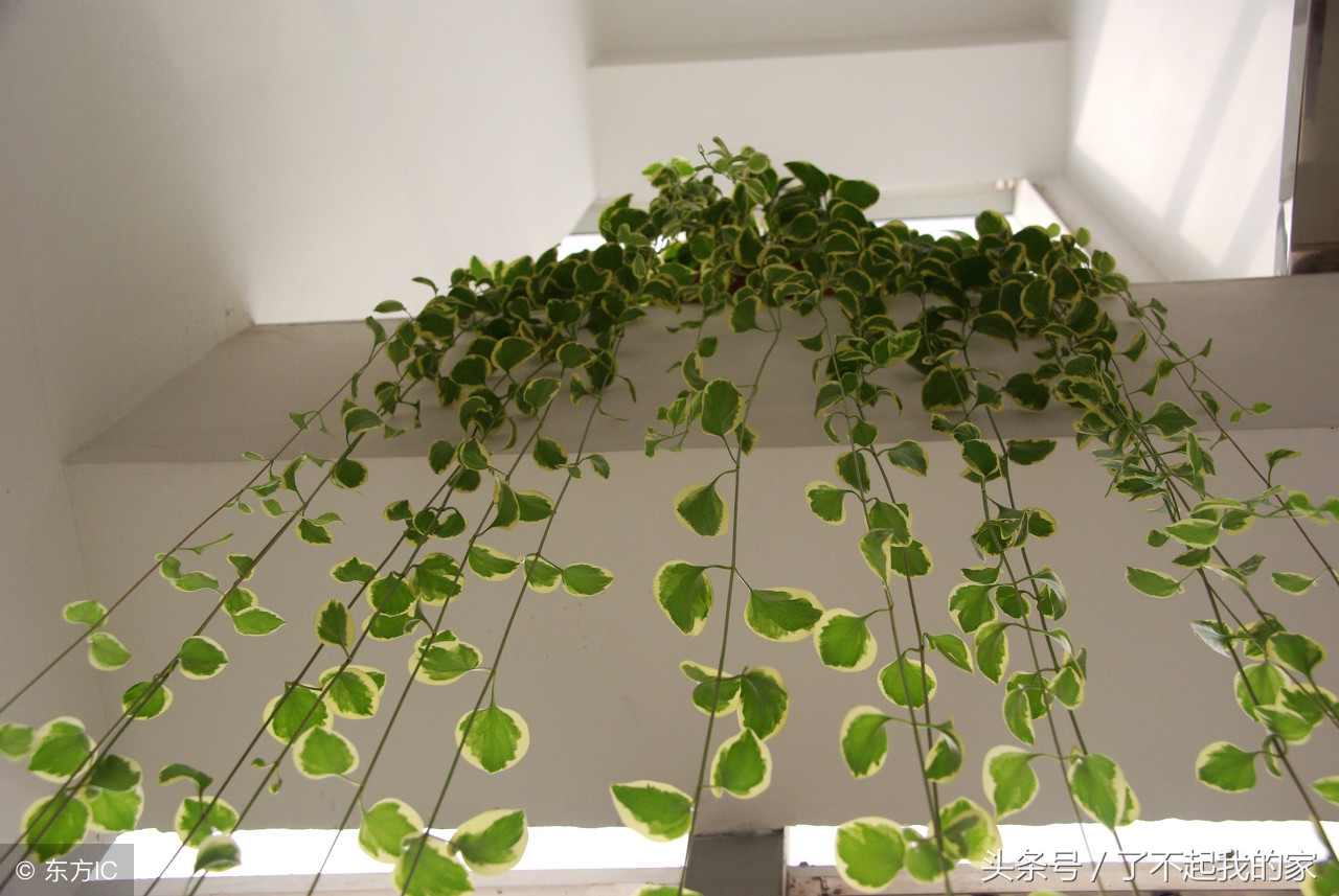 家里装修除味植物,室内装修什么植物吸附甲醛