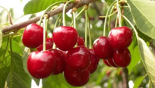 新买樱桃竟然生蛆虫！这样的樱桃还能吃吗？