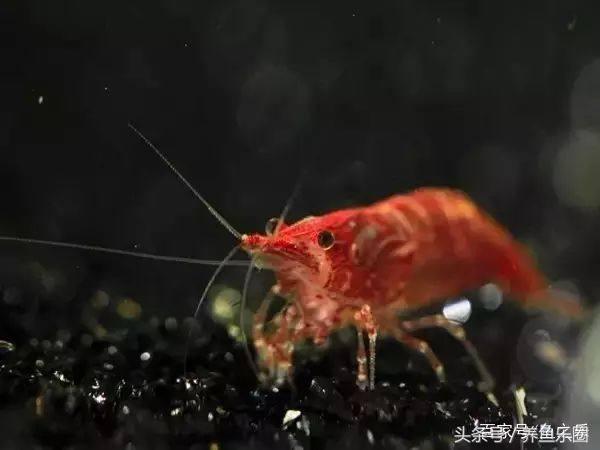 鱼缸丝藻用什么除藻液好用,鱼缸除藻剂用几天就除掉藻类