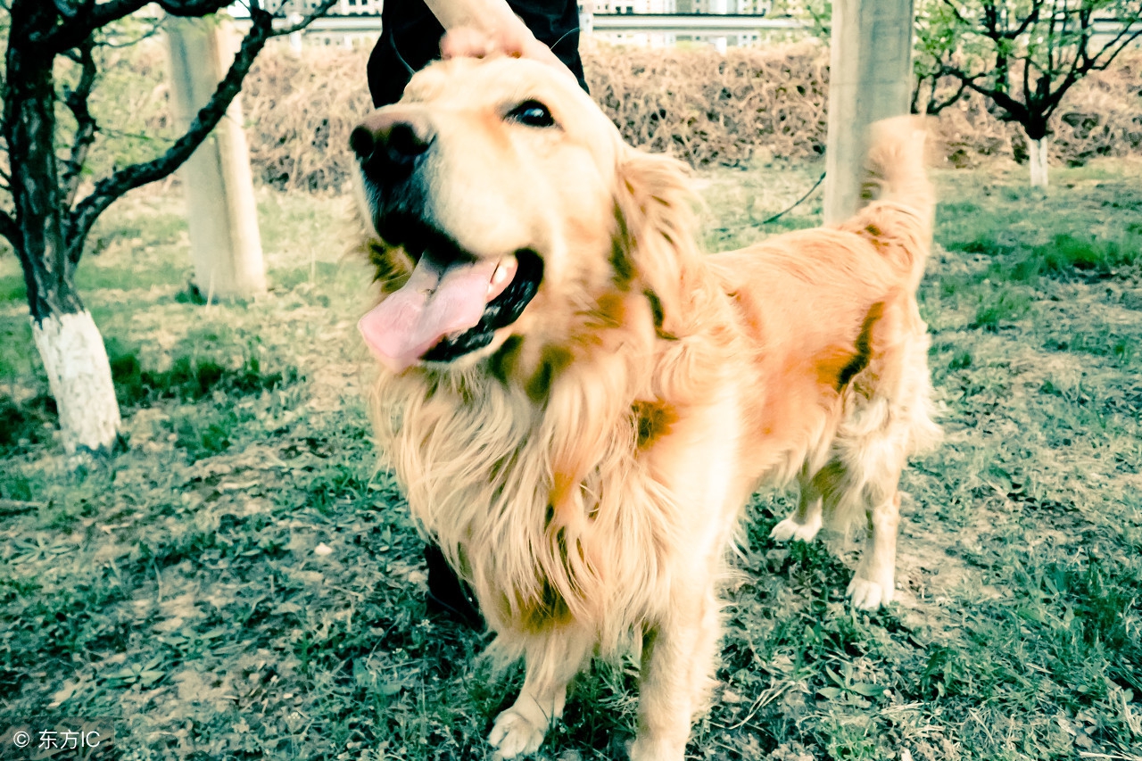 有这几种征兆就证明狗是有主人的,狗突然出现什么征兆