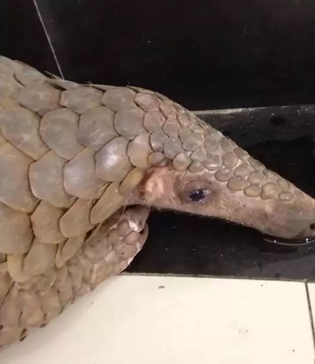 代购究竟有多暴利,代购骗局揭秘朋友圈