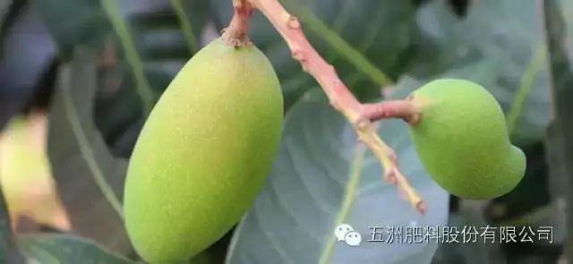 速建：保花保果，膨大防裂，抗逆提质，世界领先的生物激活剂！