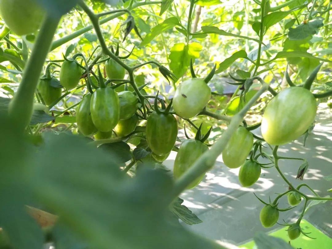 速建：保花保果，膨大防裂，抗逆提质，世界领先的生物激活剂！