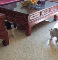 gif鎼炵瑧鍔ㄥ浘澶у叏骞介粯鐬棿,鎼炵瑧鍔ㄥ浘鍏ㄨ韩gif绱犳潗