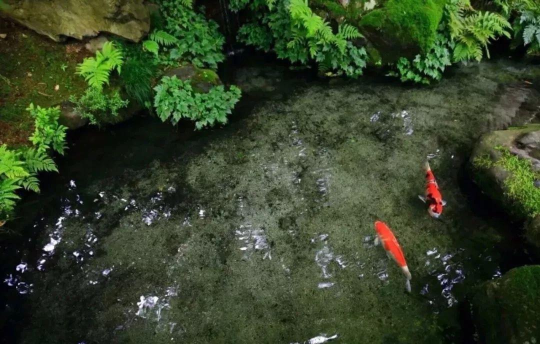 那些年倒背如流的话,那些年背过的文言文