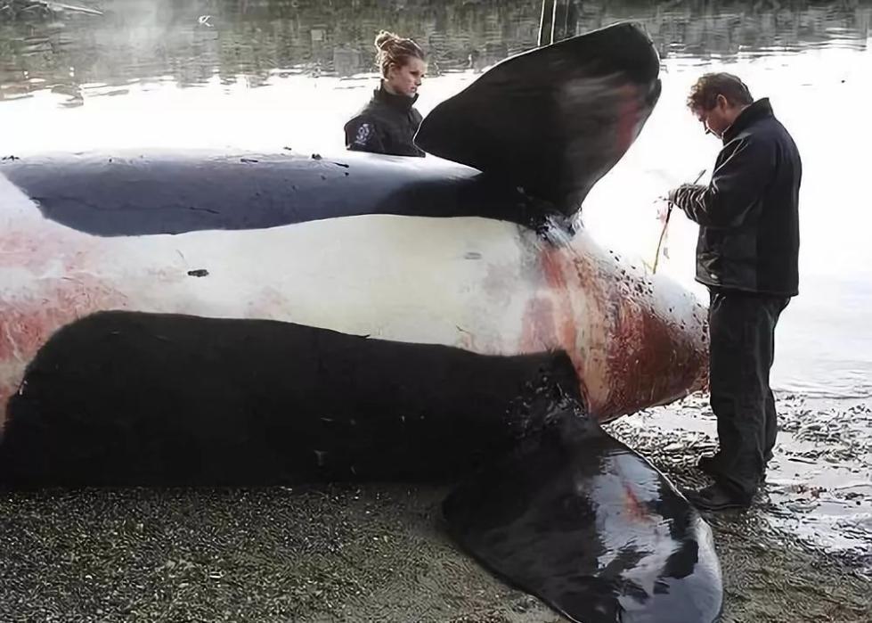 代购骗局揭秘朋友圈,代购背后的骗局