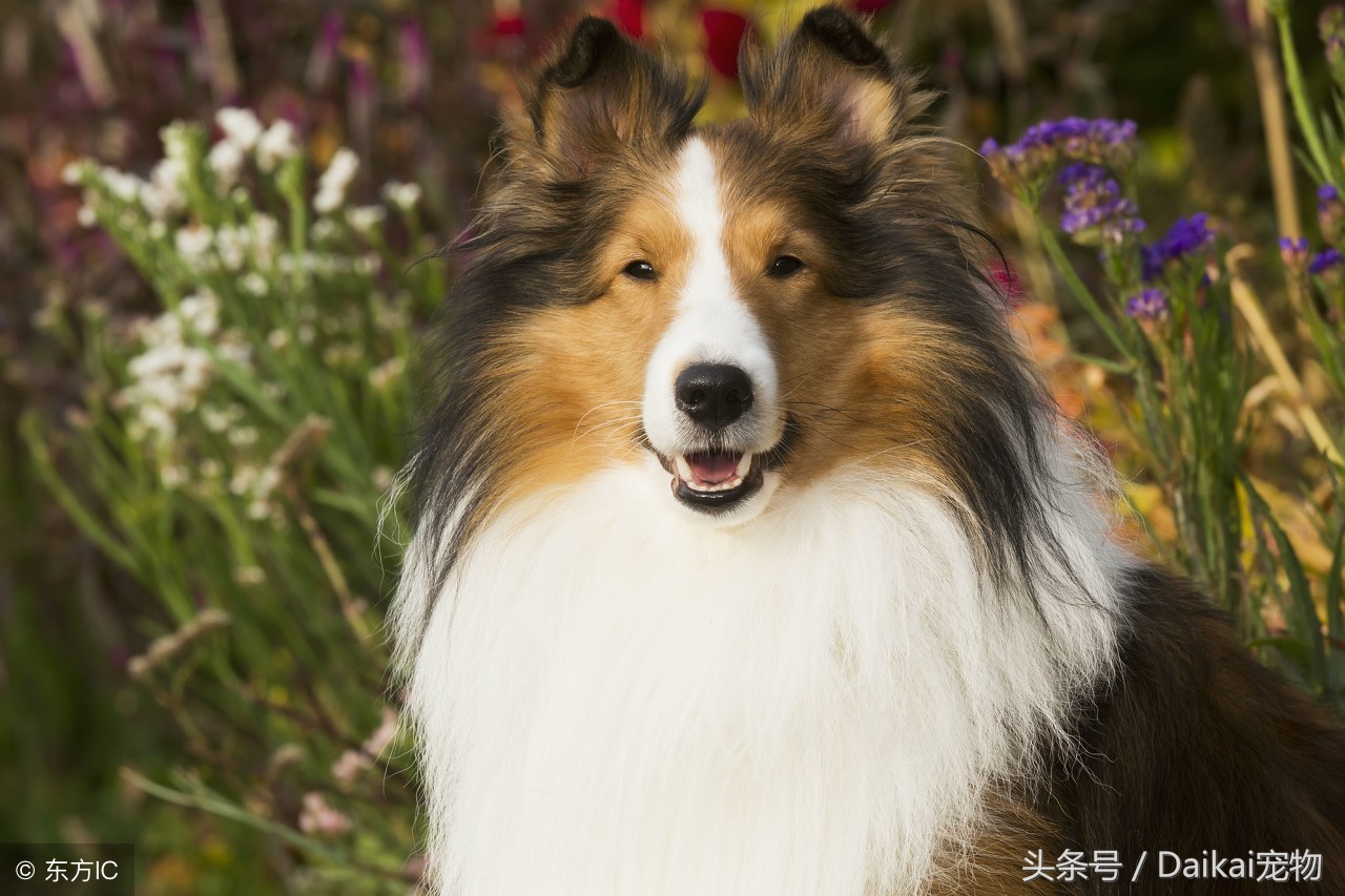 喜乐蒂牧羊犬应该怎样正确训练,喜乐蒂牧羊犬狗粮