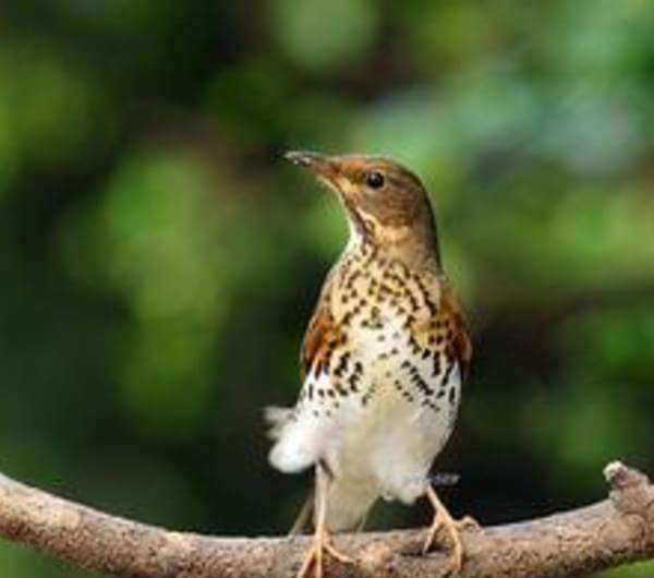 收集粮食的鸟，卡西利亚鸟一天就能收集300克