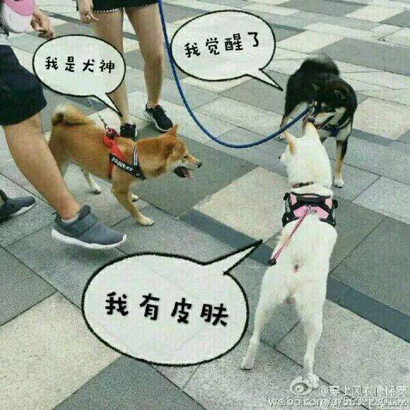阴阳师柴犬守护神图片,阴阳师什么样的犬值得养