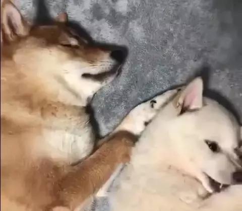 狗狗用小爪爪吃东西,吃货狗狗自己吃