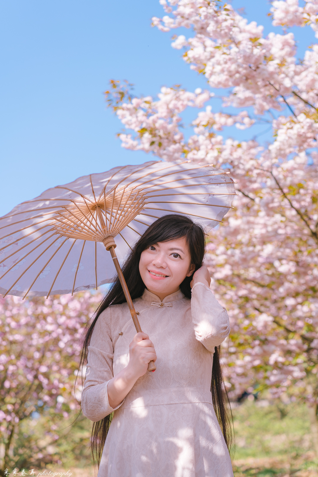 紫藤与晚樱粉紫色的甜蜜梦幻