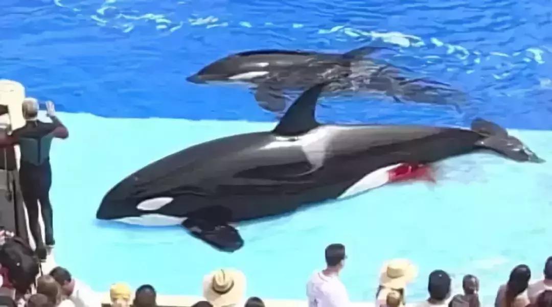 代购十大骗局揭秘图,揭露各种海外代购真相