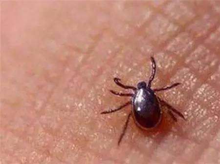 夏天当心被这6种小虫咬,身体一热就感觉有虫子咬