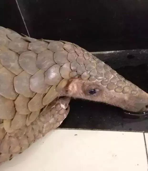 揭露各种海外代购真相,代购骗局朋友圈