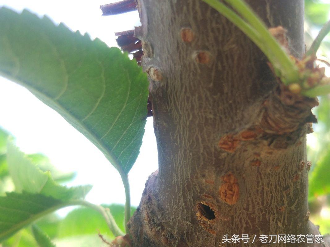 大樱桃虫害有哪几种虫,樱桃树上怎么防治小白虫病