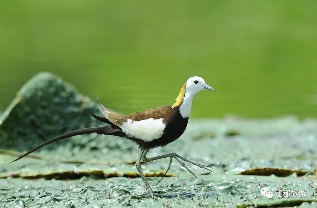 颜值很高,快看!“凤凰”飞回江都花鱼塘啦……周末约拍!