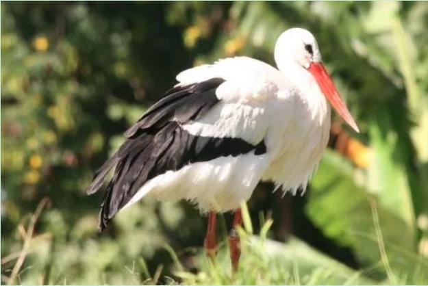 2018年世界杯波兰巡礼,2018世界杯巡礼沙特