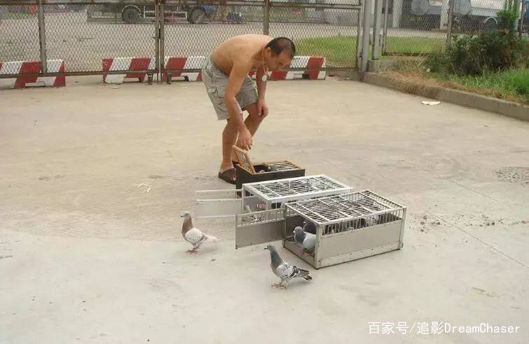 想养好鸽子该做些什么？这些东西要配齐！