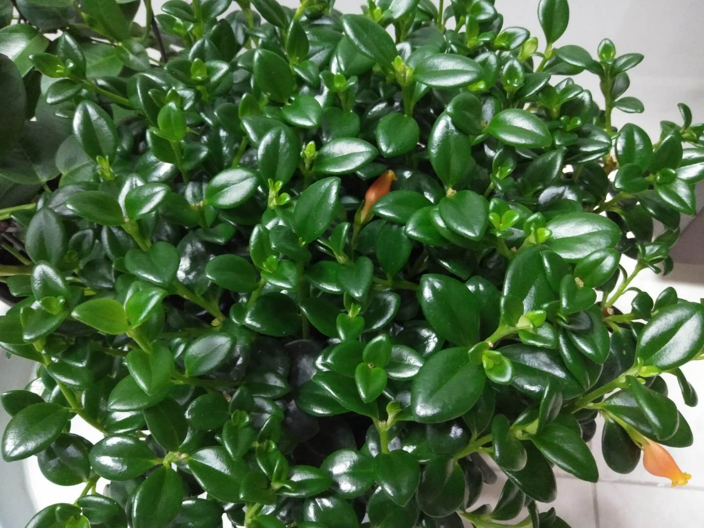 啤酒养花要兑水吗,啤酒养花好不好