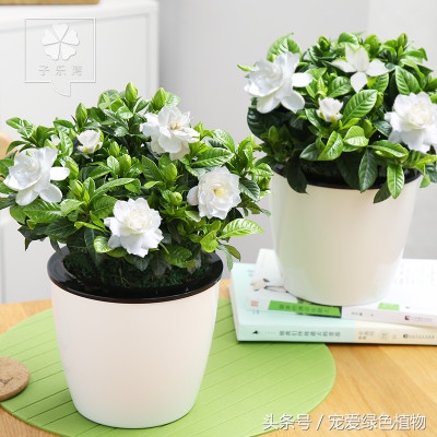 栀子花专用营养液防黄叶促开花,栀子花黄叶不开花营养液