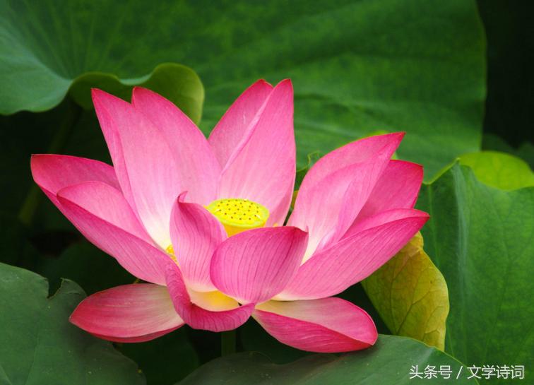 荷花莲花的唯美诗句,十首莲花诗词醉美这个夏天