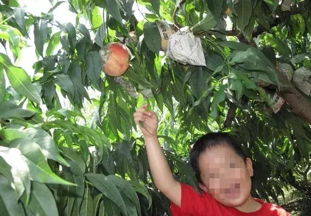 2020成都龙泉桃子采摘,桃子最新采摘视频