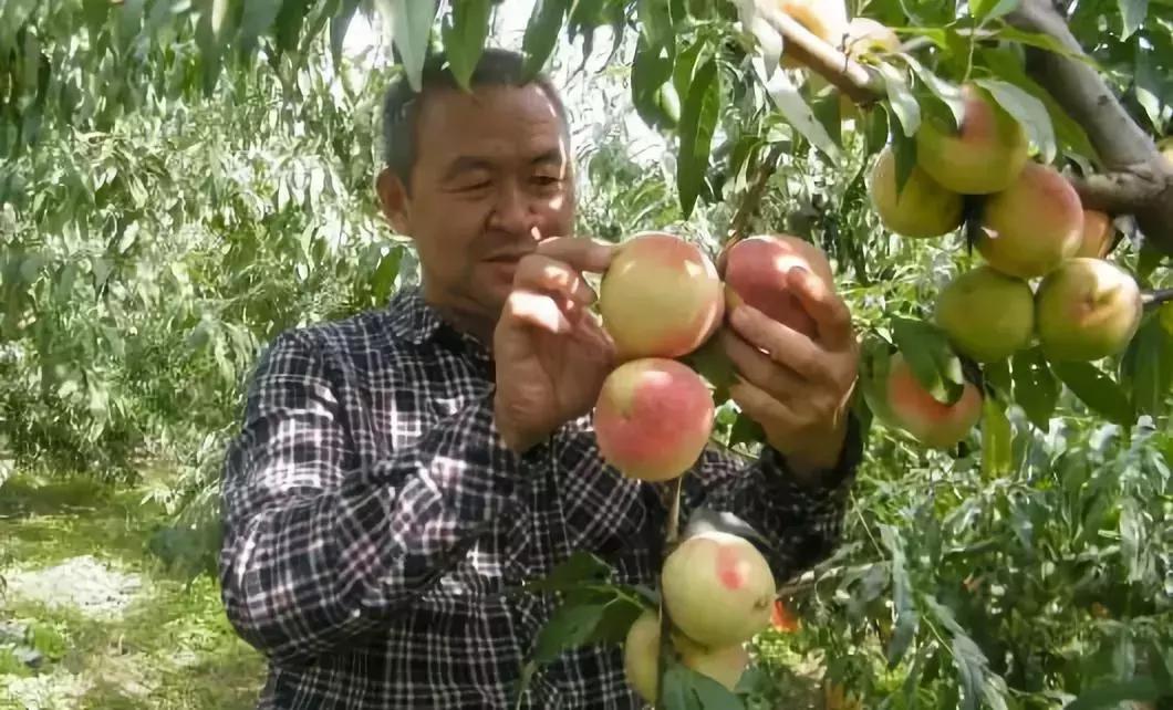 2020成都龙泉桃子采摘,桃子最新采摘视频
