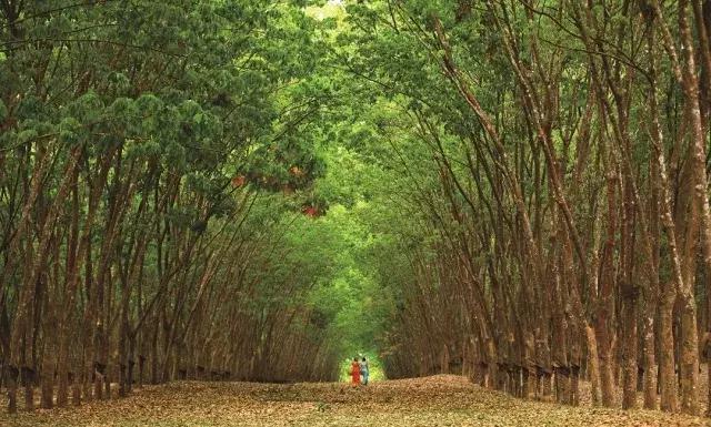 西双版纳旅游发展趋势,世界文化旅游名城西双版纳