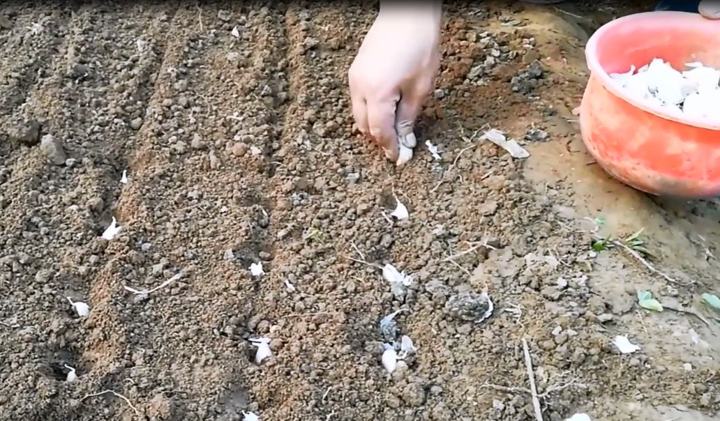 种大蒜的技巧和方法,种植大蒜的技巧和方法