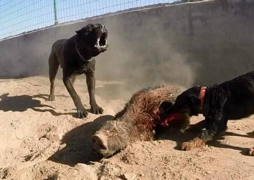 比特犬厉害还是鬼獒厉害,野猪王和比特犬谁更强