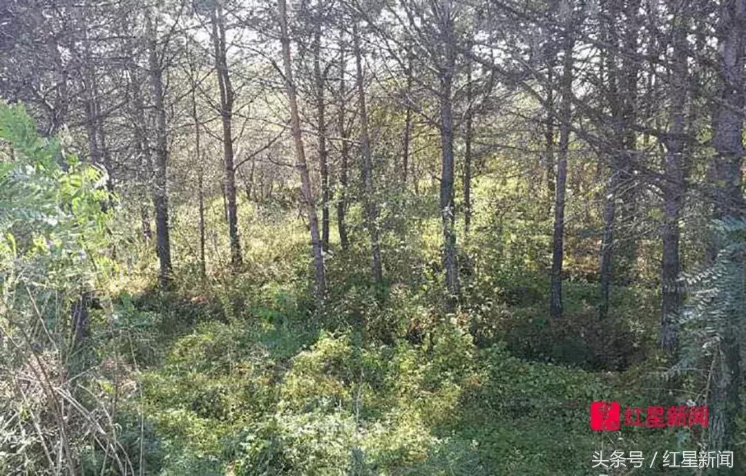 我的案子再审啦!被关23年4次判死缓金哲宏签字直哆嗦浑身发抖