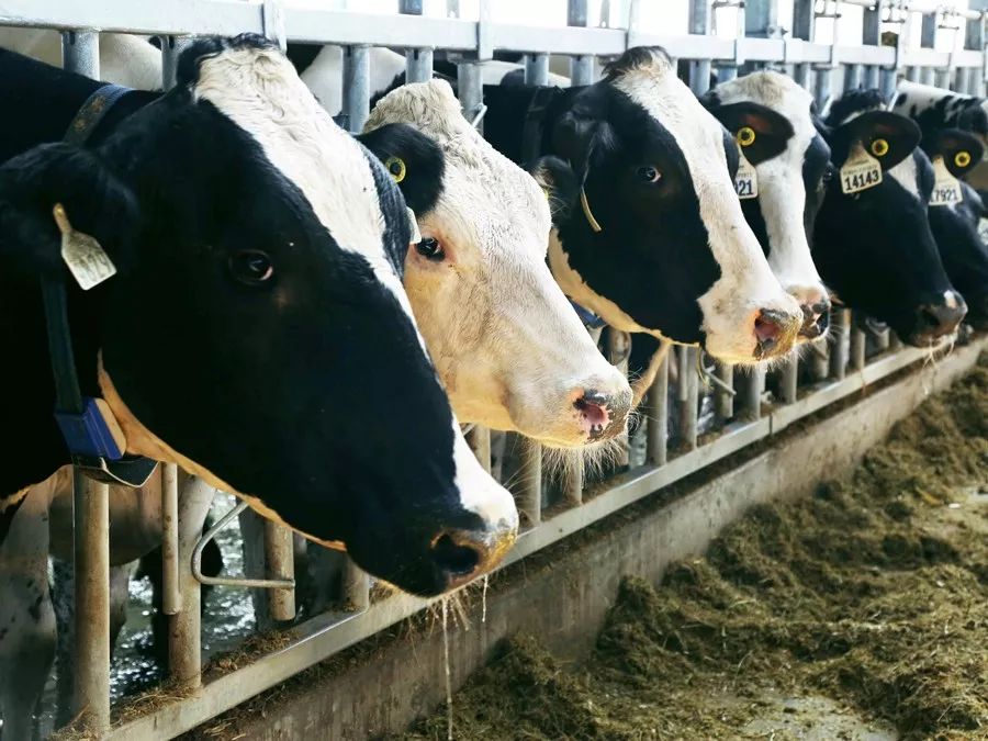 为了让孩子喝上放心的牛奶,他斥资4.6亿自建牧场!