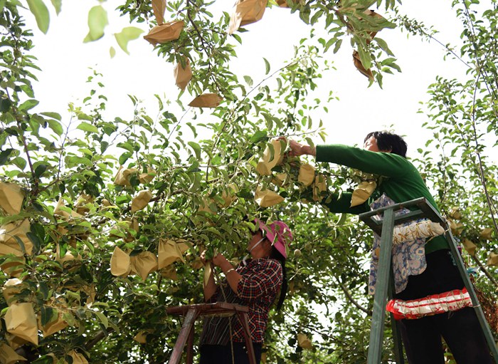 山东给苹果套袋,吉县苹果套袋