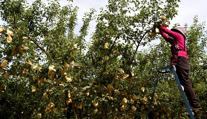山东给苹果套袋,吉县苹果套袋
