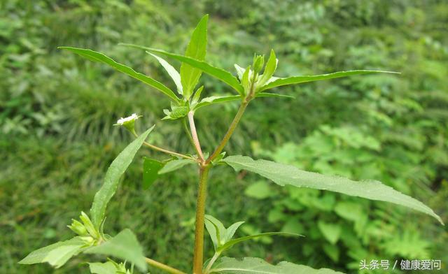 每日一味中药墨旱莲,每日学一味中药牛膝