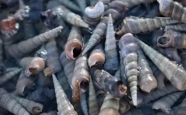 海鲜美食分享吃货日常,美食分享吃海鲜视频