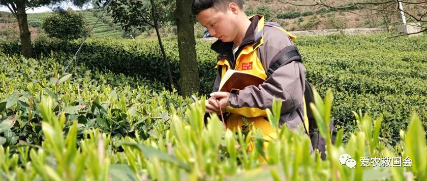 炭疽病防控方案,炭疽病的防治方法茶花