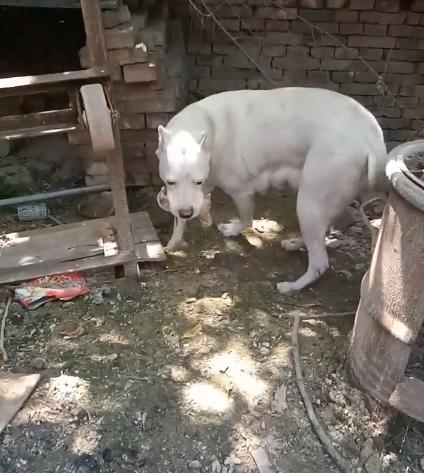 狗妈不愿崽被抱养匆忙叼走藏匿,狗妈不舍孩子