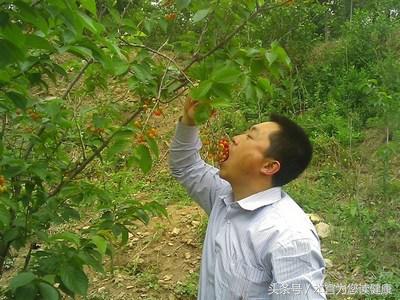 樱桃里面的虫吃进了肚里怎么办,四川樱桃里面的虫