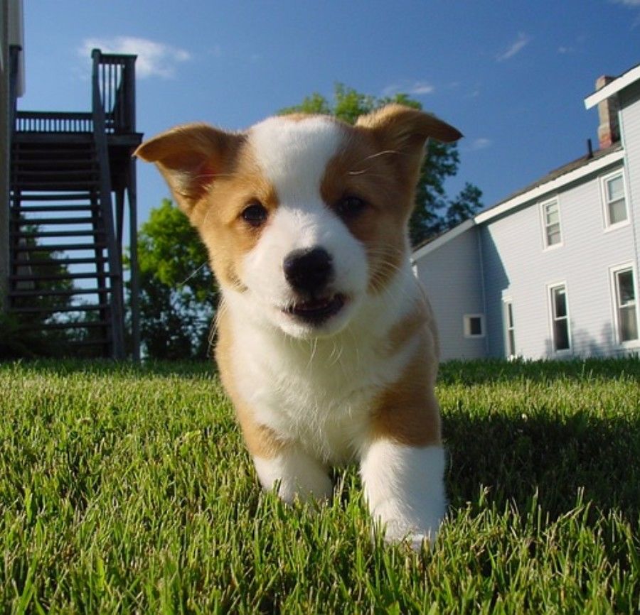 铲屎官新手必看攻略,新手铲屎官必做的10件事