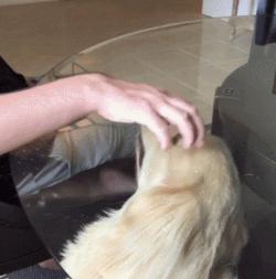 边牧比哈士奇精力更旺盛,比金毛还大的边牧