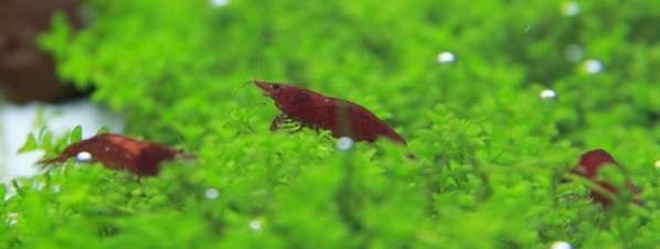 如何布置鱼缸水草造景,峡谷河流鱼缸