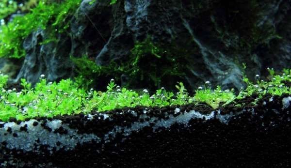 如何布置鱼缸水草造景,峡谷河流鱼缸