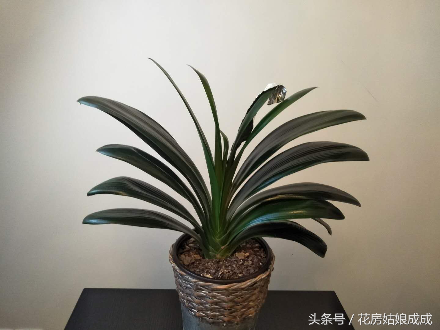 君子兰的叶子不整齐怎么处理,君子兰叶子不好看的正确方法