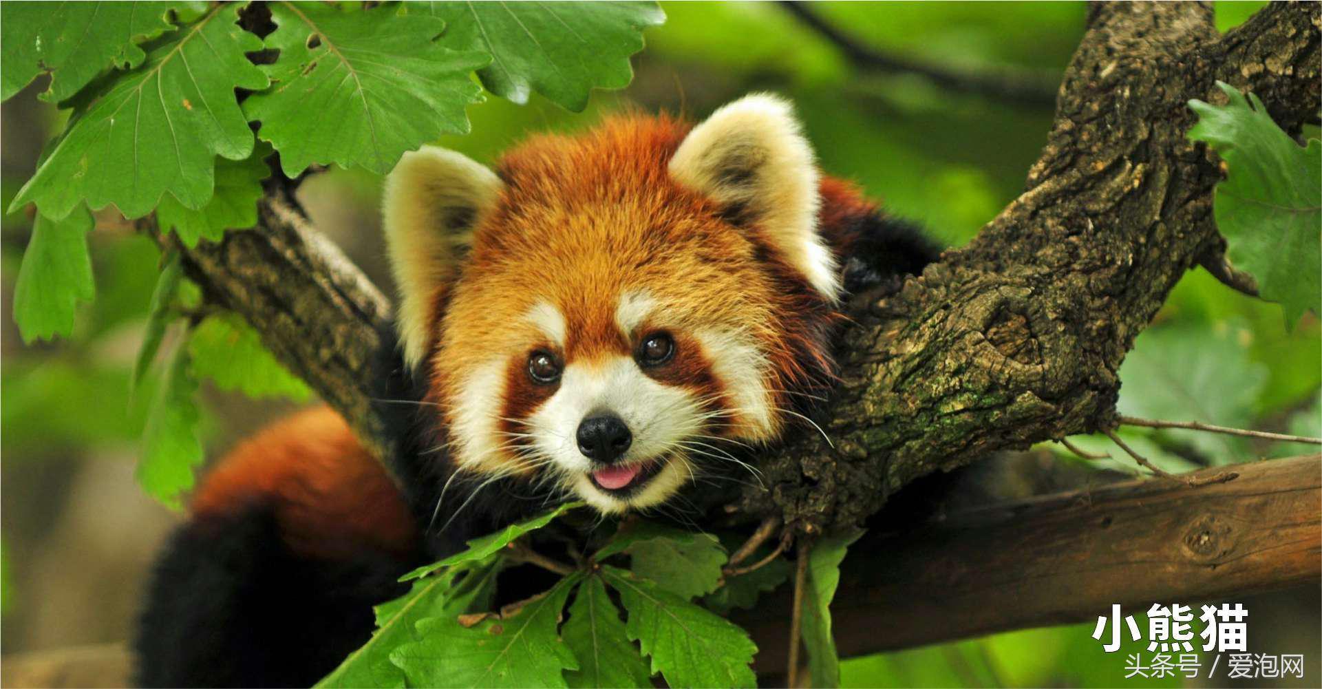 雅安川西竹海必去的三个地方,雅安东拉山大峡谷游记