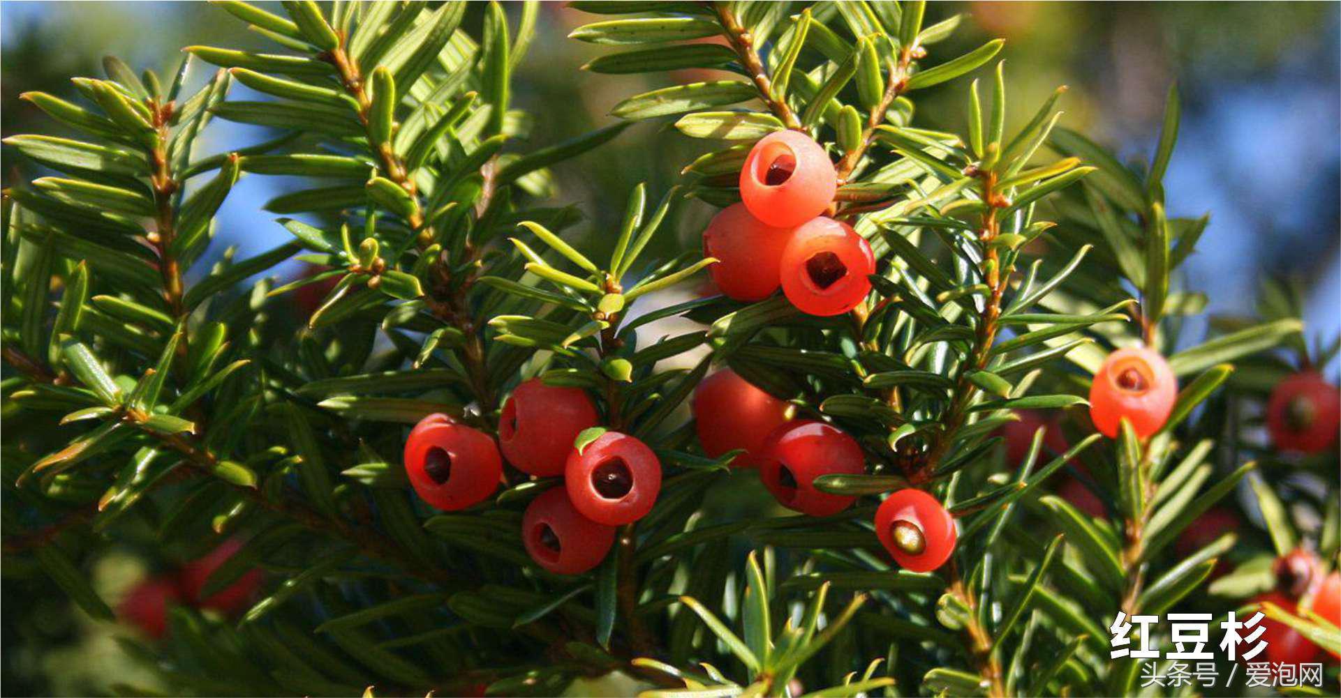 雅安川西竹海必去的三个地方,雅安东拉山大峡谷游记