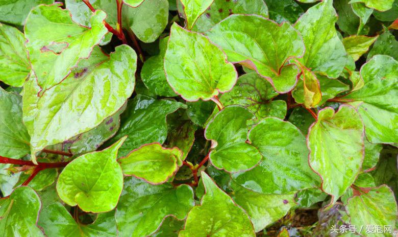 雅安川西竹海必去的三个地方,雅安东拉山大峡谷游记