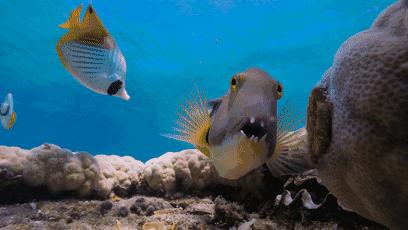 一组超棒的海底世界动态，值得欣赏